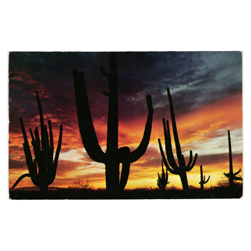 Giant Saguaro Cactus Arizona Sunset Postcard Vintage 1950s Ray Manley Published